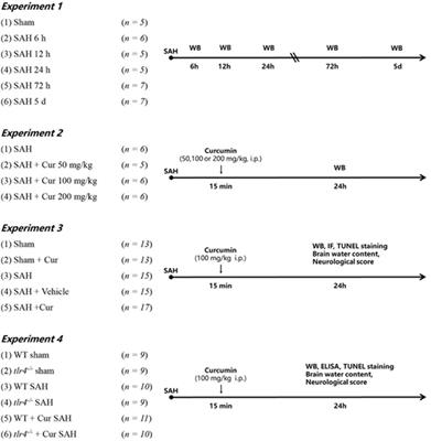 Curcumin Mitigates Neuro-Inflammation by Modulating Microglia Polarization Through Inhibiting TLR4 Axis Signaling Pathway Following Experimental Subarachnoid Hemorrhage